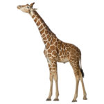 real-life-giraffe_height_L_AF__98827.jpg