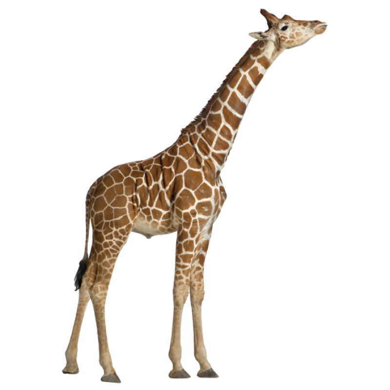 Real life giraffe removable height chart wall stickers