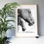 Frame It Art – Horses Two seen in an Ikea “Ribba” frame