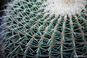 Custom Texture Mural Image - Cactus Macro
