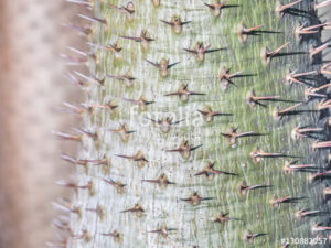 Custom Texture Mural Image - Cactus Skin