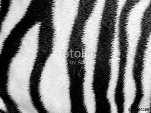 Custom Texture Mural Image - Zebra