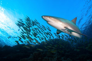 Amazing Planet Mural Image - Shark with Fish