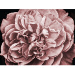 Blush Rose full mural image