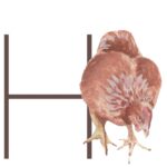 Animal Letters “H” in Abbott