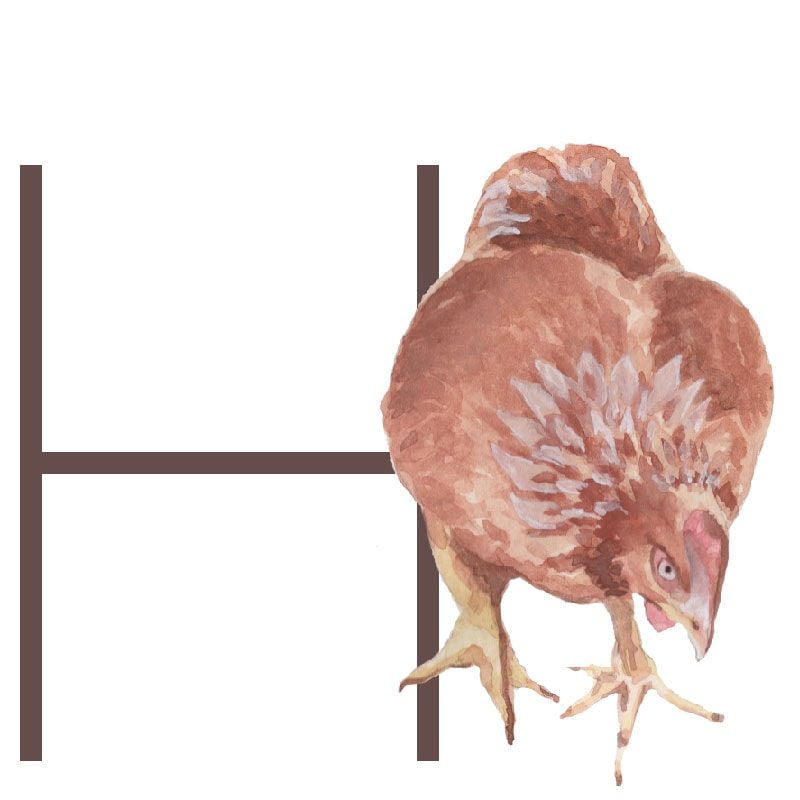 Animal Letters "H" in Abbott