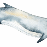 Blue whale