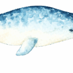 Narwhal