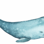 Sperm whale