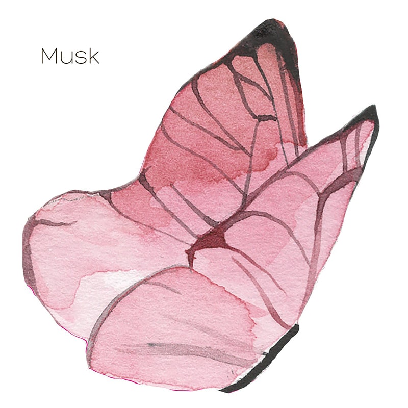 Watercolour butterflies in Musk from Jasmine illustrations