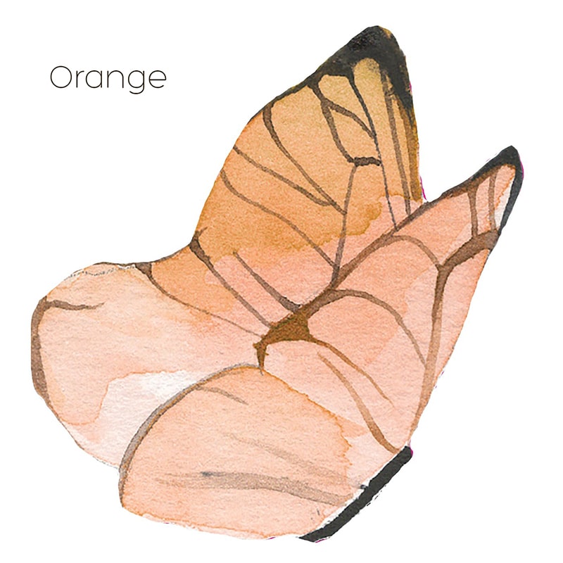 Watercolour butterflies in orange from Jasmine illustrations